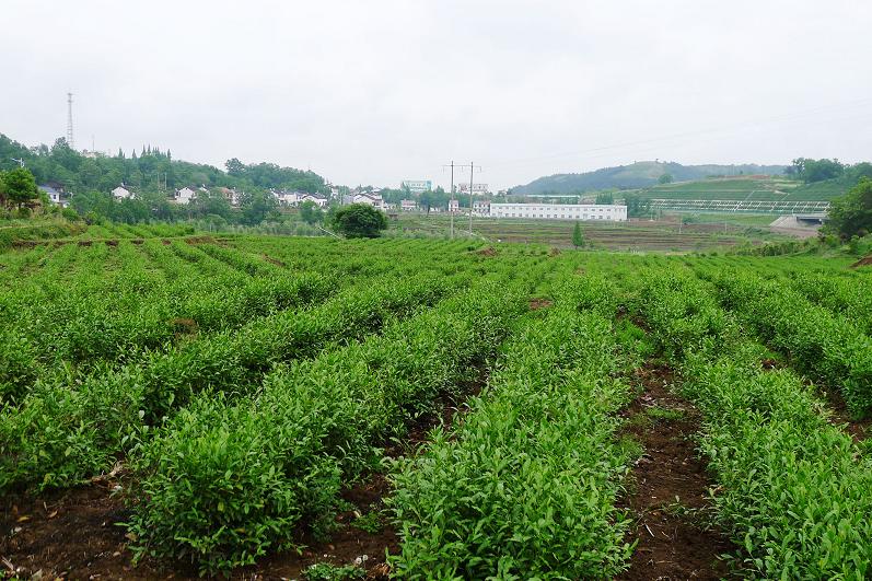 东裕茶业良种茶园种植科技示范